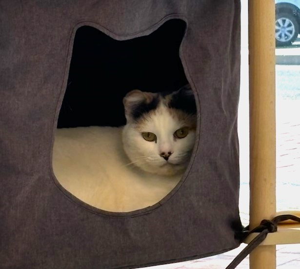 Picture for category Feline